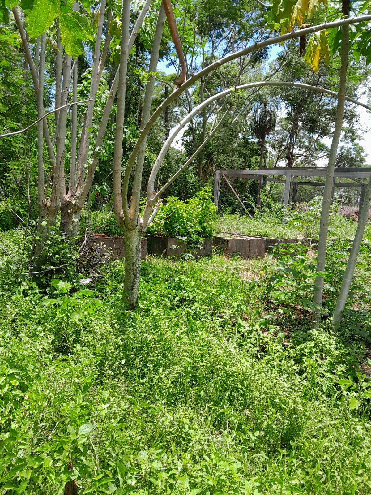 Situação de abandono no Horto Municipal de Cuiabá