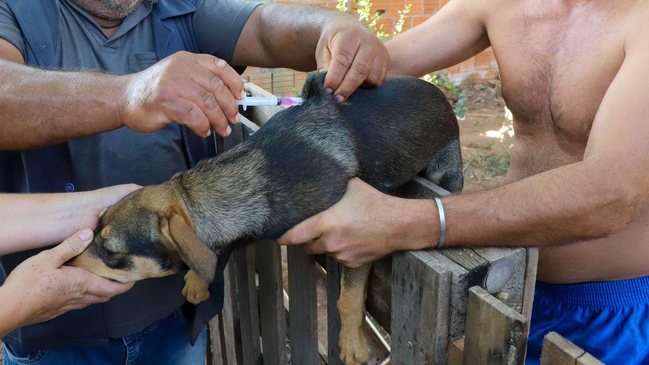 Várzea Grande realiza ‘Dia D da Vacinação Antirrábica Animal’
